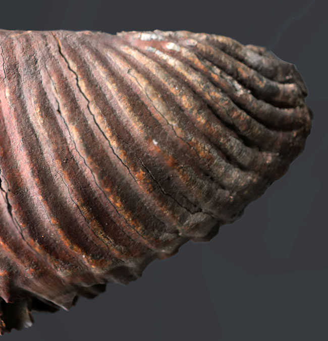 パーフェクト！珍しい産地、リトアニア産のケナガマンモス（Mammuthus primigenius）の巨大な臼歯の化石（その12）