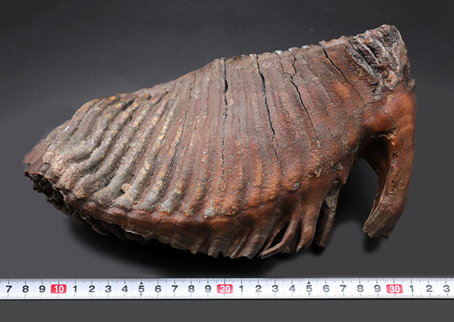 パーフェクト！珍しい産地、リトアニア産のケナガマンモス（Mammuthus primigenius）の巨大な臼歯の化石（その13）