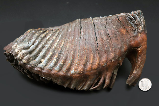 パーフェクト！珍しい産地、リトアニア産のケナガマンモス（Mammuthus primigenius）の巨大な臼歯の化石（その15）