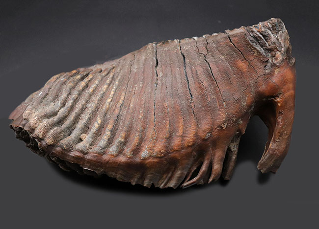 パーフェクト！珍しい産地、リトアニア産のケナガマンモス（Mammuthus primigenius）の巨大な臼歯の化石（その3）