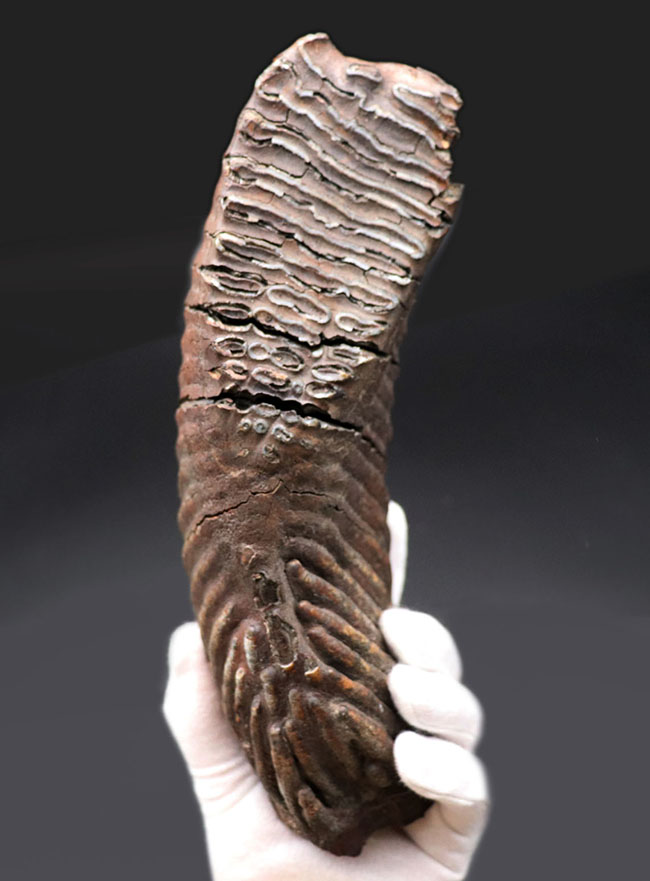 パーフェクト！珍しい産地、リトアニア産のケナガマンモス（Mammuthus primigenius）の巨大な臼歯の化石（その4）