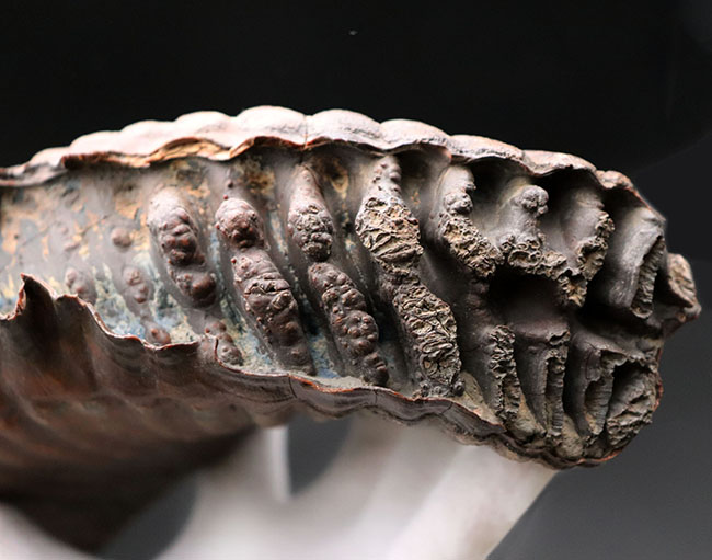 パーフェクト！珍しい産地、リトアニア産のケナガマンモス（Mammuthus primigenius）の巨大な臼歯の化石（その8）