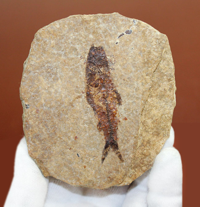 米国ワイオミング州の「州の化石」として認定されている、約5000万年前の地層から採集された古代魚ナイティア(Knightia Eocena)(その1)