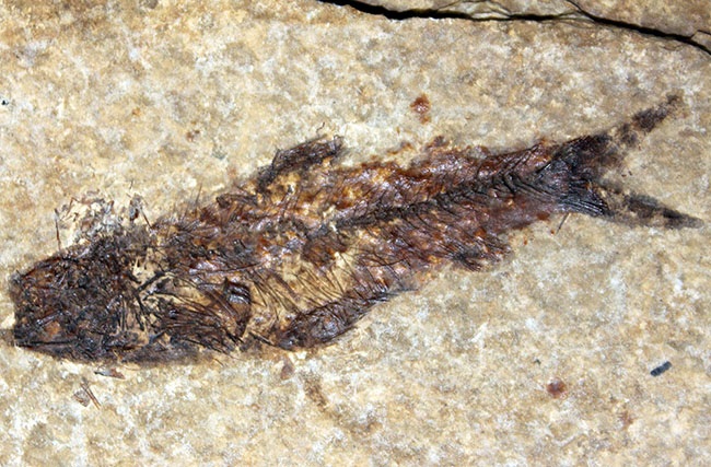 米国ワイオミング州の「州の化石」として認定されている、約5000万年前の地層から採集された古代魚ナイティア(Knightia Eocena)(その2)