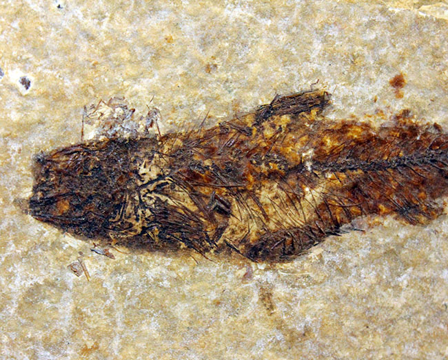 米国ワイオミング州の「州の化石」として認定されている、約5000万年前の地層から採集された古代魚ナイティア(Knightia Eocena)(その3)