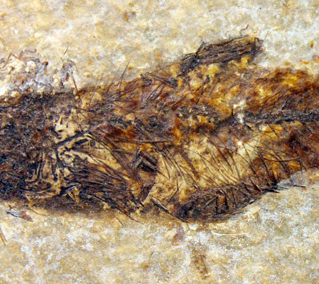 米国ワイオミング州の「州の化石」として認定されている、約5000万年前の地層から採集された古代魚ナイティア(Knightia Eocena)(その4)