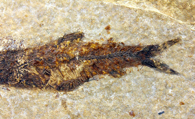米国ワイオミング州の「州の化石」として認定されている、約５０００万年前の地層から採集された古代魚ナイティア（Knightia Eocena）（その5）