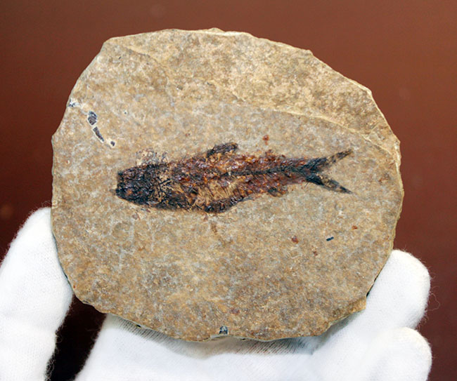 米国ワイオミング州の「州の化石」として認定されている、約５０００万年前の地層から採集された古代魚ナイティア（Knightia Eocena）（その6）