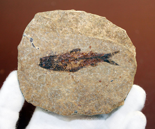 米国ワイオミング州の「州の化石」として認定されている、約5000万年前の地層から採集された古代魚ナイティア(Knightia Eocena)(その6)