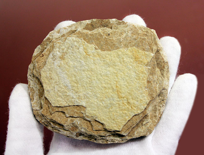 米国ワイオミング州の「州の化石」として認定されている、約5000万年前の地層から採集された古代魚ナイティア(Knightia Eocena)(その7)