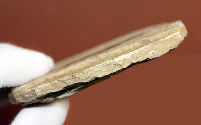 米国ワイオミング州の「州の化石」として認定されている、約5000万年前の地層から採集された古代魚ナイティア(Knightia Eocena)(その8)