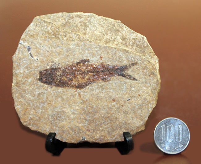 米国ワイオミング州の「州の化石」として認定されている、約5000万年前の地層から採集された古代魚ナイティア(Knightia Eocena)(その9)