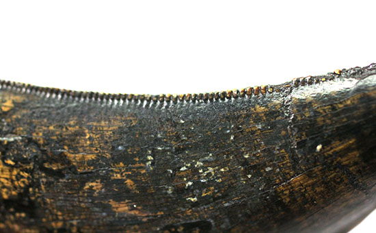 化石コレクターの憧れ、成長の中途段階にあるティラノサウルス・レックスの幼体の歯化石（その10）