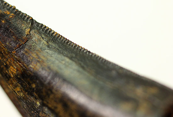 化石コレクターの憧れ、成長の中途段階にあるティラノサウルス・レックスの幼体の歯化石（その11）