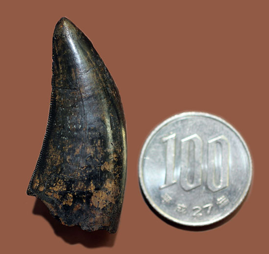 化石コレクターの憧れ、成長の中途段階にあるティラノサウルス・レックスの幼体の歯化石（その14）