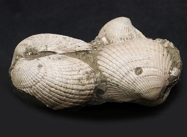 国産！立派な個体が複数同居した二枚貝の群集化石（その1）