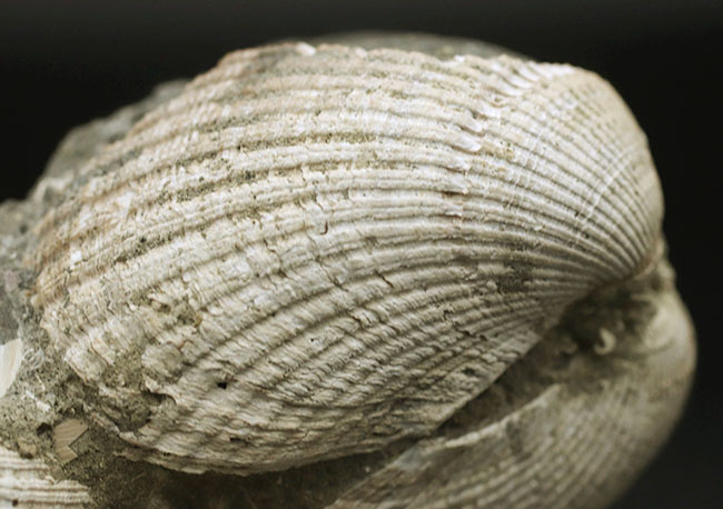 国産！立派な個体が複数同居した二枚貝の群集化石（その2）