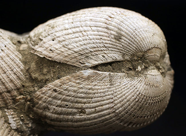 国産！立派な個体が複数同居した二枚貝の群集化石（その6）