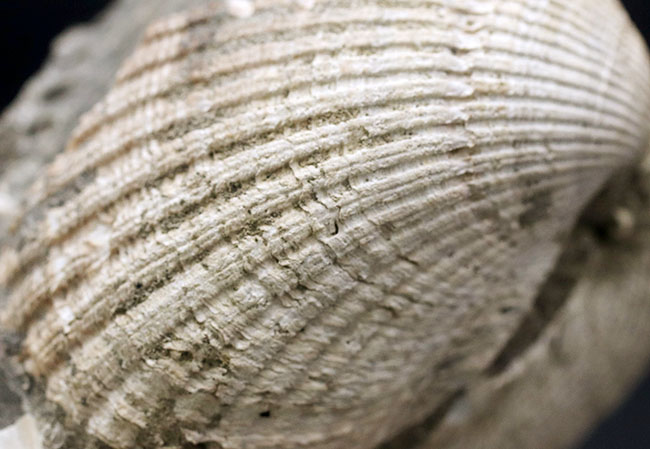 国産！立派な個体が複数同居した二枚貝の群集化石（その7）