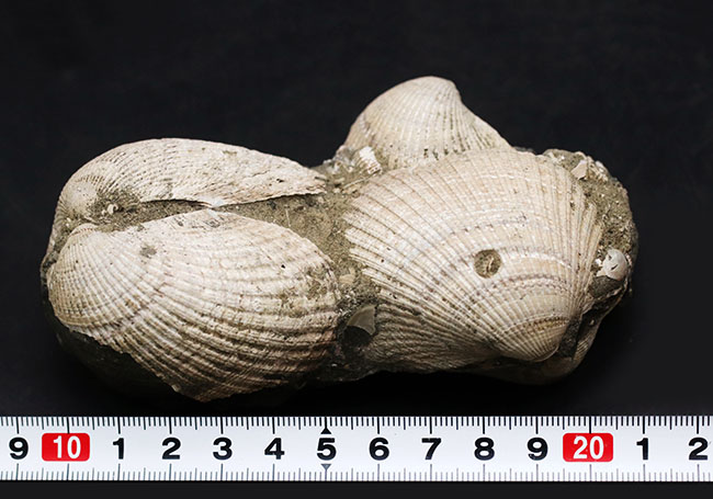 国産！立派な個体が複数同居した二枚貝の群集化石（その8）