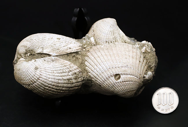 国産！立派な個体が複数同居した二枚貝の群集化石（その9）