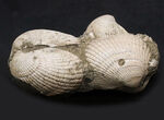国産！立派な個体が複数同居した二枚貝の群集化石