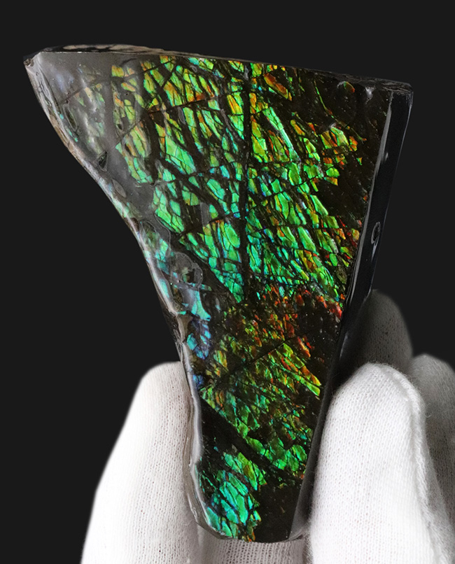 グリーンを中心に素晴らしい色を呈する、一級のアンモ”ラ”イト(Ammolite)のピース(その1)