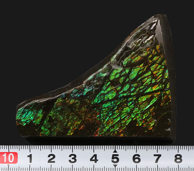 グリーンを中心に素晴らしい色を呈する、一級のアンモ”ラ”イト（Ammolite）のピース（その10）
