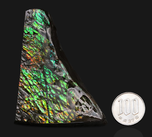 グリーンを中心に素晴らしい色を呈する、一級のアンモ”ラ”イト（Ammolite）のピース（その11）