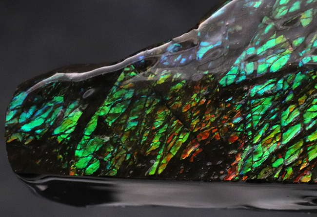 グリーンを中心に素晴らしい色を呈する、一級のアンモ”ラ”イト(Ammolite)のピース(その3)