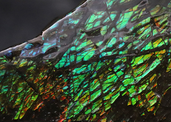 グリーンを中心に素晴らしい色を呈する、一級のアンモ”ラ”イト(Ammolite)のピース(その4)