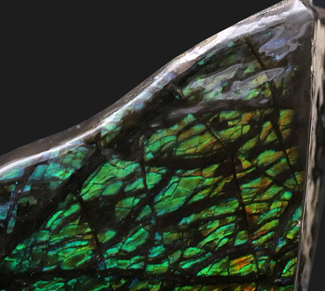 グリーンを中心に素晴らしい色を呈する、一級のアンモ”ラ”イト（Ammolite）のピース（その5）