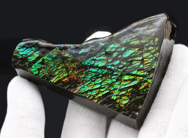 グリーンを中心に素晴らしい色を呈する、一級のアンモ”ラ”イト(Ammolite)のピース(その6)