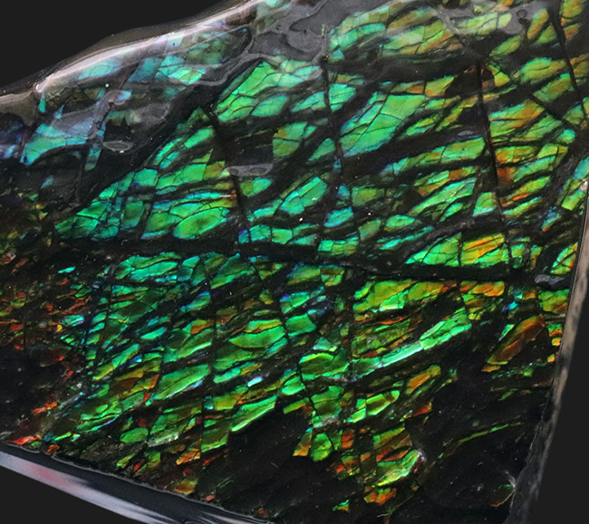グリーンを中心に素晴らしい色を呈する、一級のアンモ”ラ”イト(Ammolite)のピース(その9)