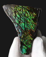 グリーンを中心に素晴らしい色を呈する、一級のアンモ”ラ”イト（Ammolite）のピース