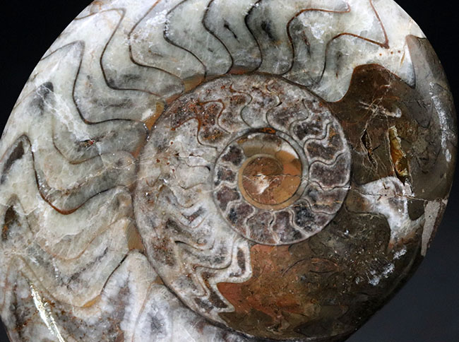 ホワイトとブラウン、ジグザグの縫合線がよく見えます！古生代デボン紀の頭足類、ゴニアタイト（Goniatite）の化石（その1）