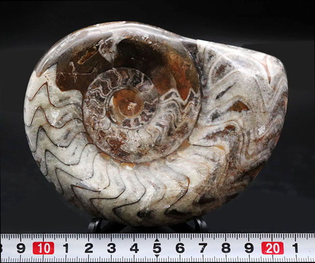 ホワイトとブラウン、ジグザグの縫合線がよく見えます！古生代デボン紀の頭足類、ゴニアタイト（Goniatite）の化石（その7）