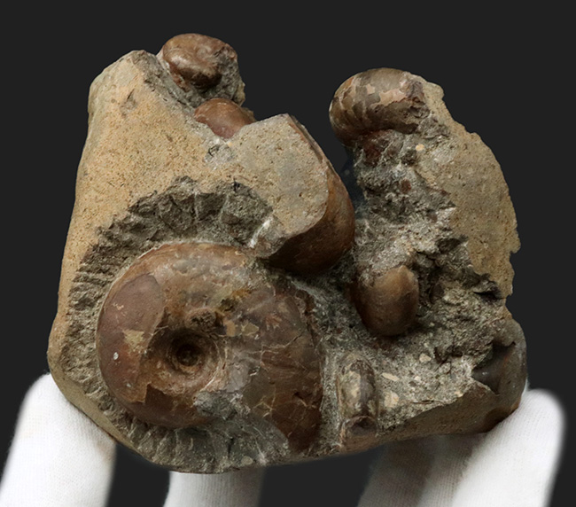 無骨な味わい!2面楽しめる!北海道小平町産のアンモナイト、テトラゴニテス(Tetragonites)とダメシテス(Damesites)から成る群集標本(その3)