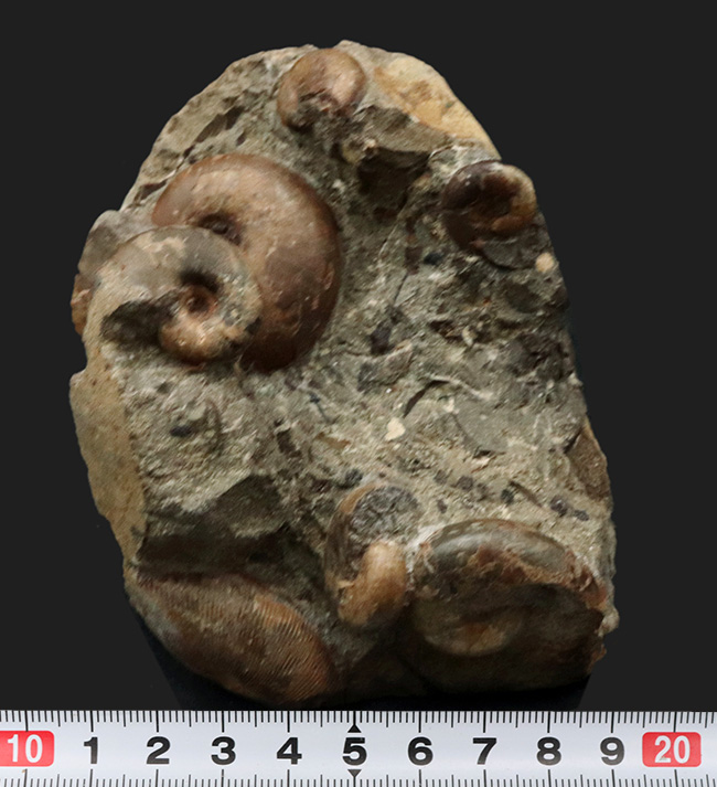 無骨な味わい!2面楽しめる!北海道小平町産のアンモナイト、テトラゴニテス(Tetragonites)とダメシテス(Damesites)から成る群集標本(その6)