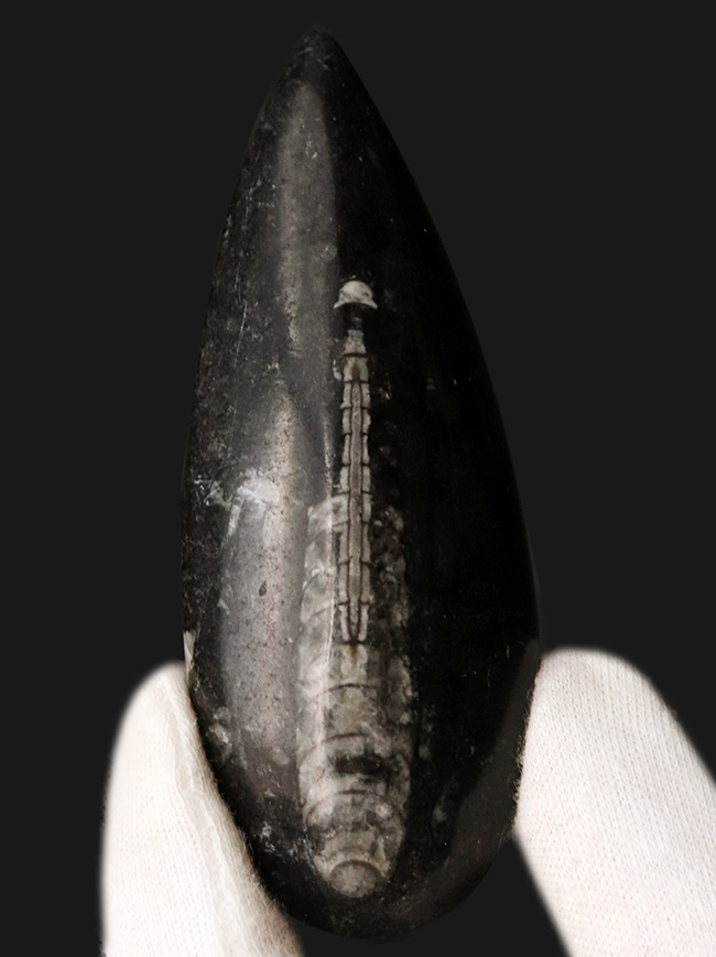 古生代デボン紀の海に棲息していた頭足類、直角貝ことオルソセラス(Orthoceras)の化石(その1)