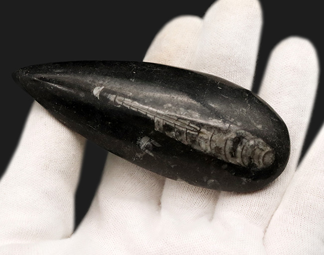 古生代デボン紀の海に棲息していた頭足類、直角貝ことオルソセラス(Orthoceras)の化石(その2)