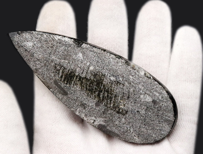 古生代デボン紀の海に棲息していた頭足類、直角貝ことオルソセラス(Orthoceras)の化石(その3)