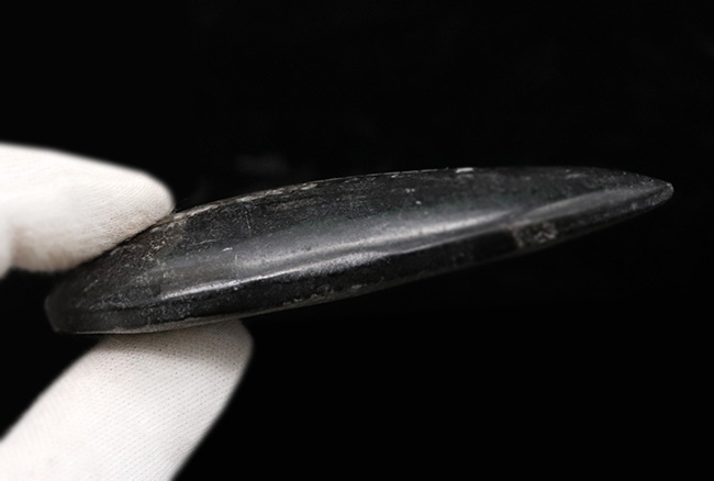 古生代デボン紀の海に棲息していた頭足類、直角貝ことオルソセラス(Orthoceras)の化石(その4)