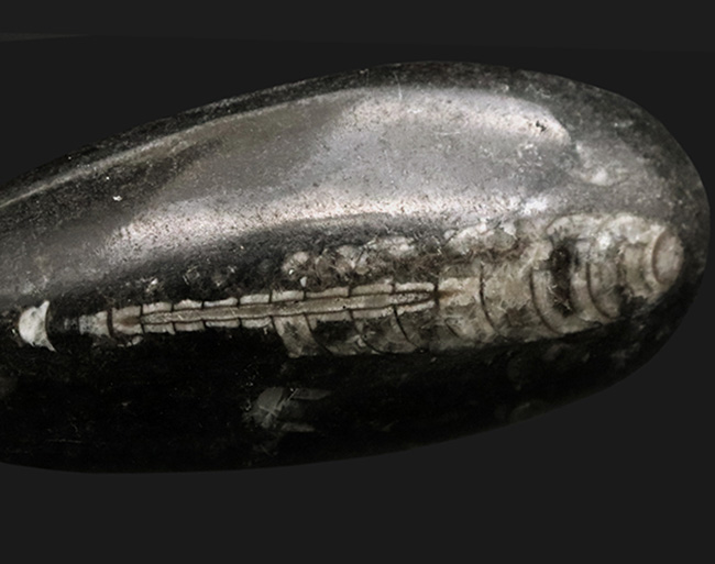 古生代デボン紀の海に棲息していた頭足類、直角貝ことオルソセラス(Orthoceras)の化石(その5)