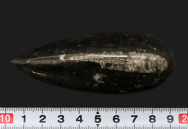 古生代デボン紀の海に棲息していた頭足類、直角貝ことオルソセラス(Orthoceras)の化石(その6)