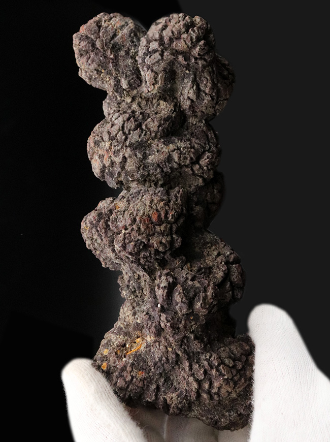 およそ5000万年前の地層より発見、採集されたウミガメと思しき、立派な糞の化石(コプロライト)(その1)