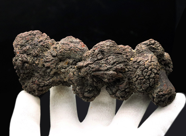 およそ5000万年前の地層より発見、採集されたウミガメと思しき、立派な糞の化石(コプロライト)(その2)