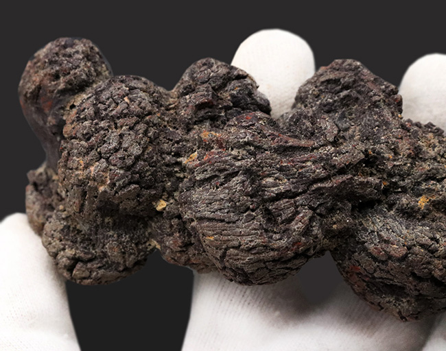 およそ5000万年前の地層より発見、採集されたウミガメと思しき、立派な糞の化石(コプロライト)(その3)