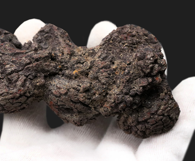 およそ5000万年前の地層より発見、採集されたウミガメと思しき、立派な糞の化石(コプロライト)(その4)