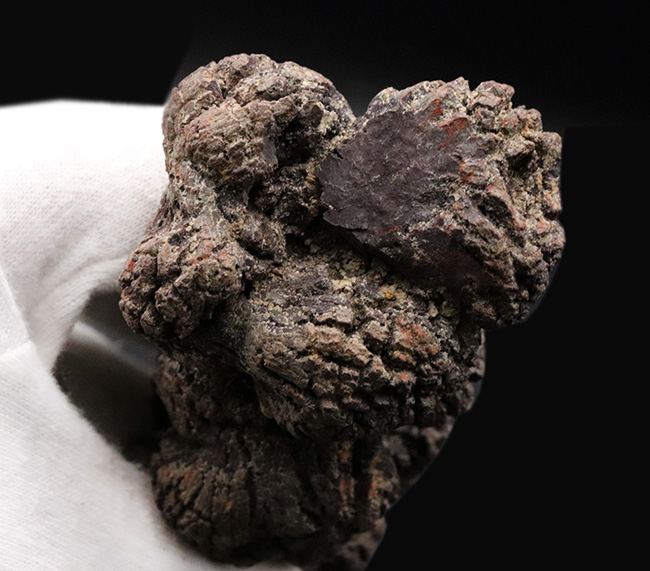 およそ5000万年前の地層より発見、採集されたウミガメと思しき、立派な糞の化石(コプロライト)(その6)